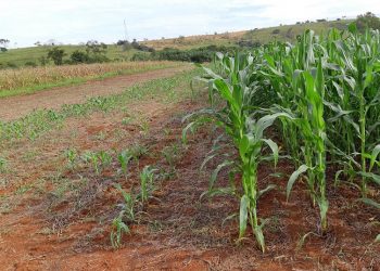 Abramilho é destaque em reportagem do “Valor” sobre novo sistema da Embrapa dedicado à 2a. safra de milho