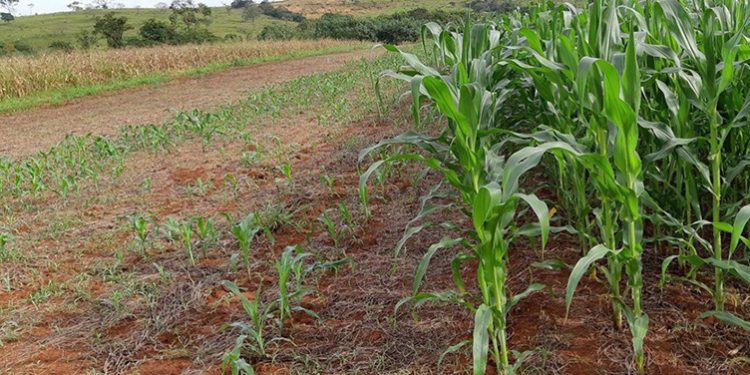 Abramilho é destaque em reportagem do “Valor” sobre novo sistema da Embrapa dedicado à 2a. safra de milho