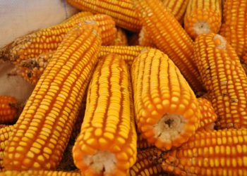 Novo relatório Céleres/Abramilho destaca conclusão do plantio da safra de milho verão 2020/21