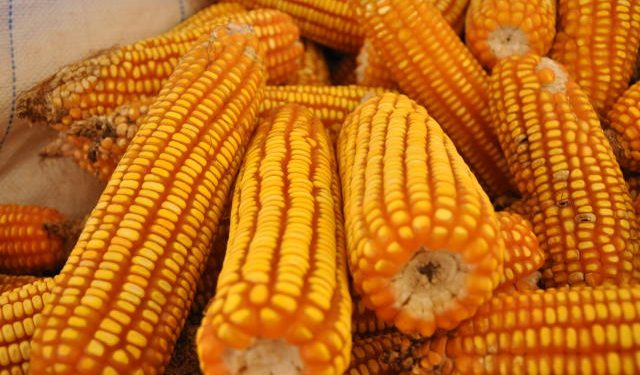 Novo relatório Céleres/Abramilho destaca conclusão do plantio da safra de milho verão 2020/21