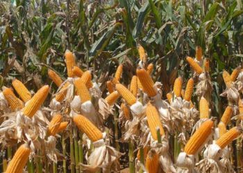 Brasil trabalha para produzir 150 milhões de toneladas de milho até 2025, diz Abramilho