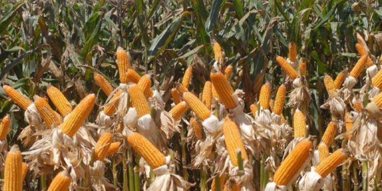 Brasil trabalha para produzir 150 milhões de toneladas de milho até 2025, diz Abramilho