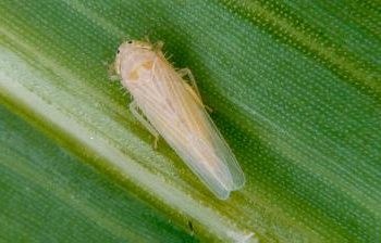 Dica Abramilho: Palestra técnica vai abordar controle da cigarrinha nas lavouras de milho