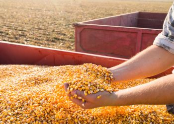 Abramilho avalia positivamente medidas apresentadas pelo governo de estímulo ao plantio na safra 2021/22