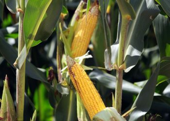 Relatório Céleres/Abramilho: Escassez de oferta e previsão de quebra ainda maior na 2a. safra sustentam cotações no mercado interno