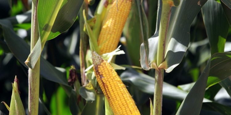 Relatório Céleres/Abramilho: Escassez de oferta e previsão de quebra ainda maior na 2a. safra sustentam cotações no mercado interno