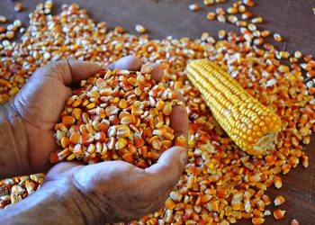 Relatório Céleres/Abramilho: 2a. safra tem potencial para atingir 73,1 milhões de toneladas