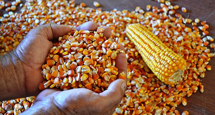 Relatório Céleres/Abramilho: 2a. safra tem potencial para atingir 73,1 milhões de toneladas