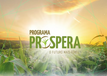 Com apoio da Abramilho, Programa Prospera viabiliza produção em larga escala de milho pelos pequenos produtores do Nordeste