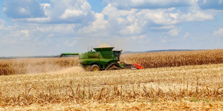 Colheita da 2a. safra atinge 20,5% da área, aponta relatório Céleres/Abramilho