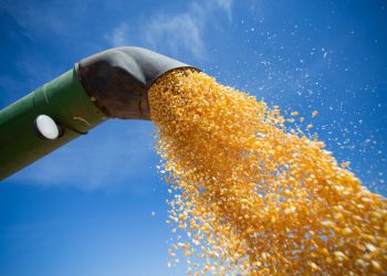 Colheita da 2a. safra atinge 76% da área, aponta relatório Céleres/Abramilho