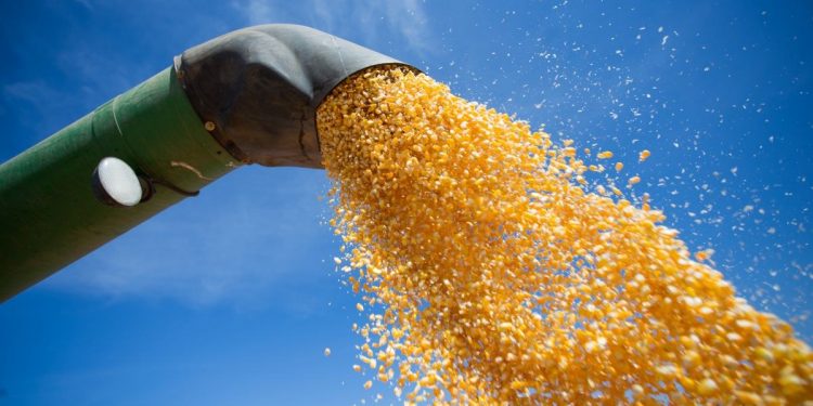 Colheita da 2a. safra atinge 76% da área, aponta relatório Céleres/Abramilho