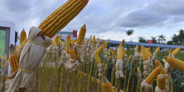 Artigo do presidente institucional da Abramilho é destaque no Estadão