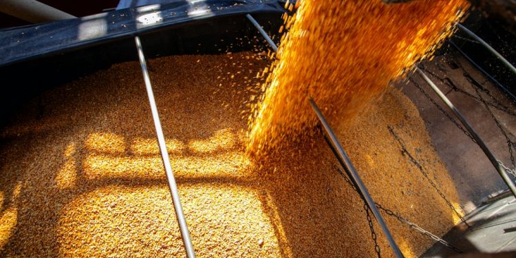 Posicionamento da Abramilho acerca da suspensão temporária de PIS e Cofins nas importações de milho foi amplamente repercutido na mídia