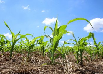 Área plantada da safra verão 2021/22 deve crescer 4%, aponta relatório Céleres/Abramilho