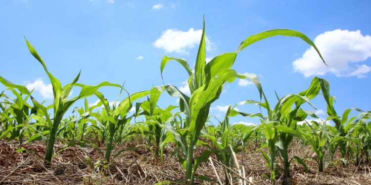 Área plantada da safra verão 2021/22 deve crescer 4%, aponta relatório Céleres/Abramilho