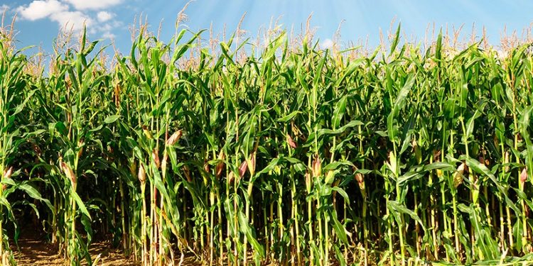 Plantio da safra verão 2021/22 alcança 1/3 da área, diz relatório Céleres/Abramilho