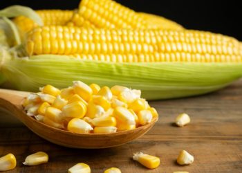 Aliança Internacional do Milho reitera necessidade de equivalência regulatória entre países produtores e consumidores em relação à biotecnologia agrícola