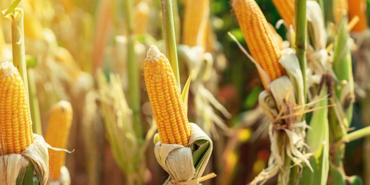 Plantio da safra verão 2021/22 atinge 59% da área, destaca relatório Céleres/Abramilho