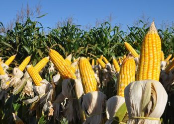 Abramilho aponta perspectivas para safra verão 2021/22