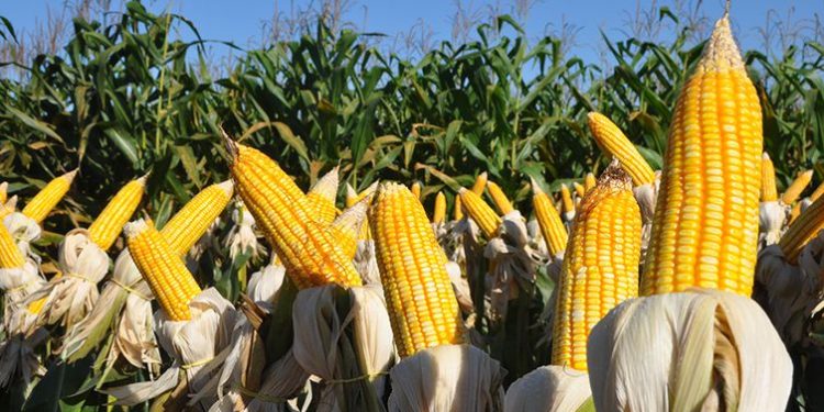 Abramilho aponta perspectivas para safra verão 2021/22