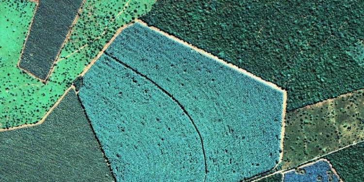 Conferência do Clima: desmatamento ilegal ofusca robusto pacote brasileiro de ativos ambientais, avalia Abramilho