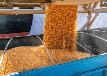 Abramilho apresenta demandas do setor produtivo em reunião da Câmara Setorial do Milho