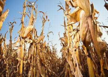 Safra verão 2021/22 é reduzida para 22,6 milhões de toneladas, diz relatório Céleres/Abramilho