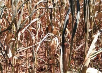 Seca no Sul traz risco de quebra da safra verão entre 15% a 20%, diz relatório Céleres/Abramilho