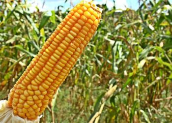 Relatório Céleres/Abramilho: estimativa da safra verão 2021/22 é reduzida para 21 milhões de toneladas