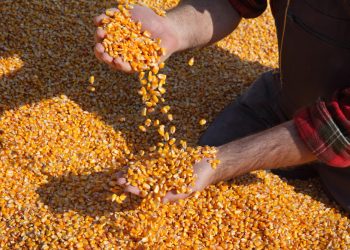 Guerra acentua quadro de incertezas acerca da oferta global de milho, diz relatório Céleres/Abramilho