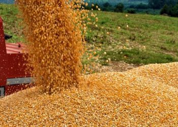 Estiagem reduz potencial produtivo da 2a. safra, diz relatório Céleres/Abramilho