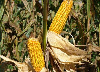 Abramilho participa do congresso da Associação Argentina de Milho e Sorgo