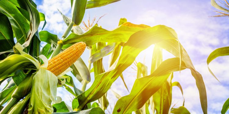 Safra de milho 22/23 tem previsão de 12% de aumento