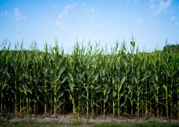 Atuação da Abramilho em 2022 fortaleceu produtor rural e agronegócio brasileiro