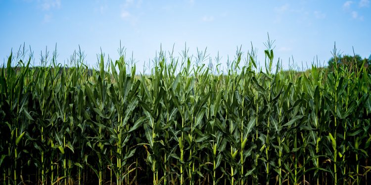 Atuação da Abramilho em 2022 fortaleceu produtor rural e agronegócio brasileiro