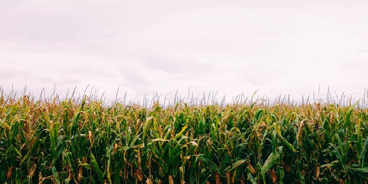 O grande desafio do controle da cigarrinha do milho