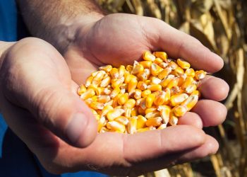 Etanol a partir do milho tem previsão de aumento na safra 22/23