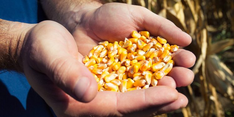 Etanol a partir do milho tem previsão de aumento na safra 22/23