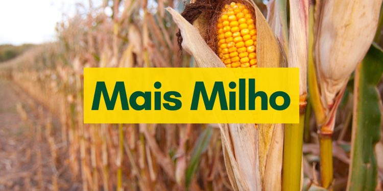 Mais Milho será aliado do produtor durante desafios e oportunidades de 2023