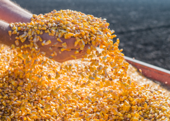 Abramilho debate soluções para amenizar impacto climático na safra atual