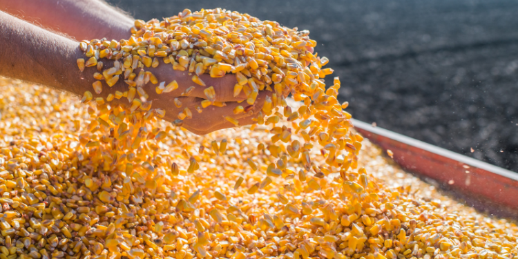 Abramilho debate soluções para amenizar impacto climático na safra atual