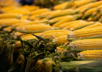 Câmara de Milho e Sorgo solicita apoio à construção de “Ferrovia do Milho” ao Mapa