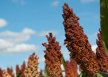Nota de agradecimento pela apresentação do PL 4255/2024, que institui o Dia Nacional do Sorgo no Brasil