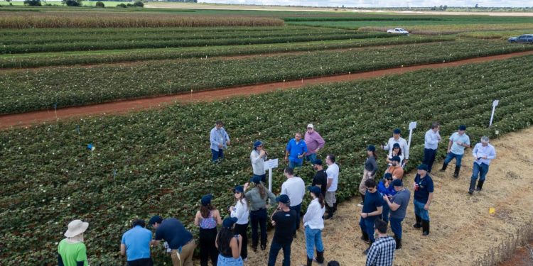 Mancha-Alvo em foco: Dia de Campo aborda a doença
