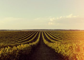 ABIMAQ promove Webinar sobre o Plano Safra 2025/2026