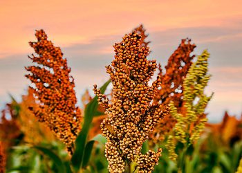 Sorgo em ascensão: do campo à indústria energética