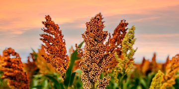 Sorgo em ascensão: do campo à indústria energética