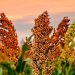 Sorgo em ascensão: do campo à indústria energética