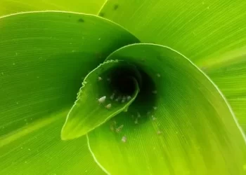 Câmara Setorial debate cenário do milho e desafios fitossanitários da cultura